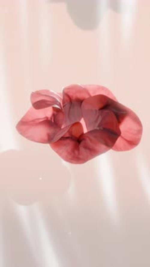 Elegant Red Flower Bud Unfurling in Water