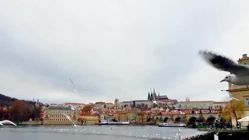 The Transition From White Gull Wings That Swarms of Flies Against the Backdrop of Prague Near the