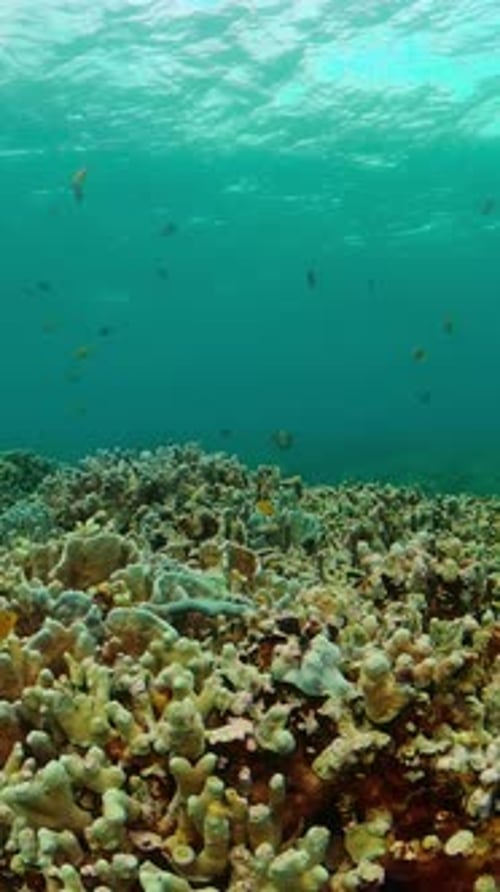 Vibrant Coral Reef with Schools of Colorful Fish