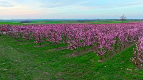 Aerial View of Blooming Fruit Orchard in Spring