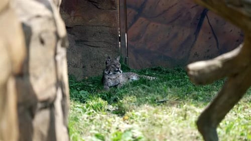 Statische Zeitlupenaufnahme einer Wildkatze, die im Schatten auf Gras ruht. Die Katze öffnet gelegentlich ihr E.