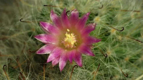 Cactus Flower Blooming in Time Lapse, Close-up