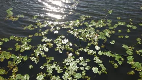 Different green water lilies sway on the river, lake, reservoir.