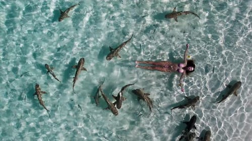 Schooling Reef Sharks swim in masses in the shallow crystal clear blue waters of Raja Ampat in Indon