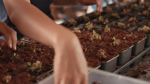Adults Planting Seedlings in a Rural Environment