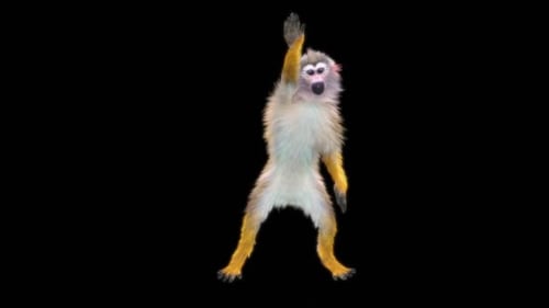 77 Singe Dancing HD