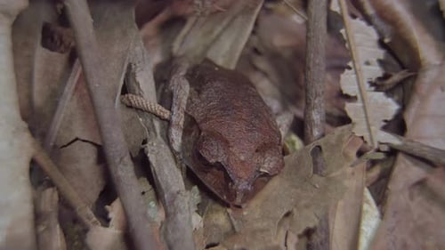 Spotted Litter Frog (Leptobrachium hendricksoni) camouflage hiding among dried leaves and branch in