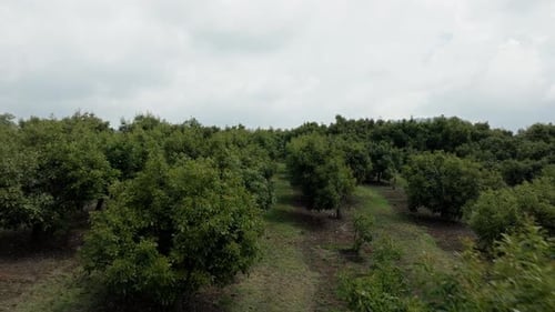 Fileiras de pomares de abacate que se estendem por um terreno plano sob céu nublado, aéreo