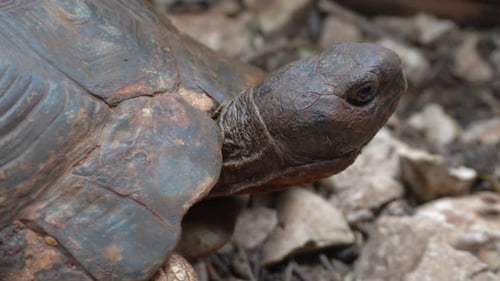 Vue rapprochée d'une tortue vieille de 200 ans en 4K