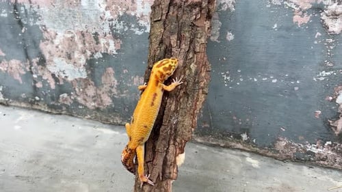 Orange Leopard Gecko Climbing on Tree Branch