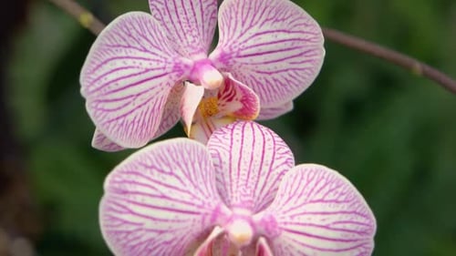 Close Up White and Purple Orchid Flowers on Green Blurred Background