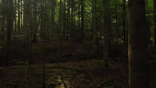Vertical upward flight in morning sunny and mossy forest landscape.