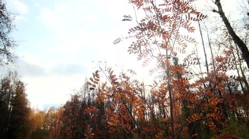 Red tree leaves on background of sun rays in autumn forest