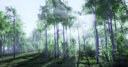 Sunlight Filters Through Lush Trees in a Serene Forest at Dawn