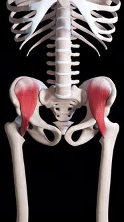 Animated 3D Human Iliopsoas Muscle Anatomy