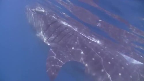Tubarão-baleia na superfície comendo o Mar do Caribe de Isla Mujeres, México
