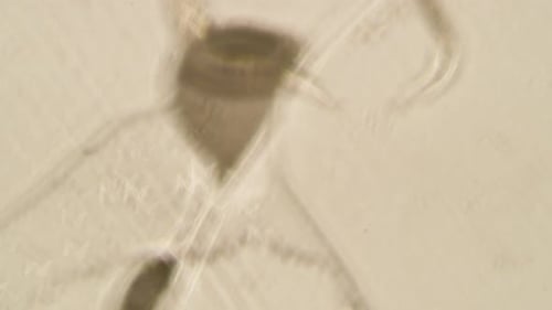 Contagion Collection: Microscopic worm tails crawling from above
