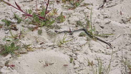 Small Snake Slithering Through Sandy Beach Habitat