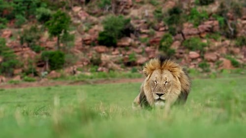 Low Ground Male Lion Resting Calmly on Grassy Plains in Wildlife Habitat