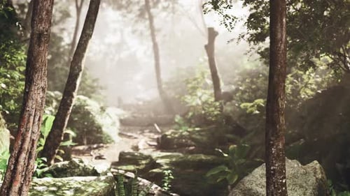 Walking Through a Magical Sunlit Forest Path