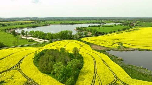 Vue aérienne des champs de colza jaune sur une colline et des lacs en neture polonais. Des champs de canopée en pleine croissance en été