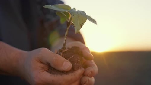 Save Nature and Ecology Farmer Holding Little Plant in Clod of Soil in Hands Closeup View of Male