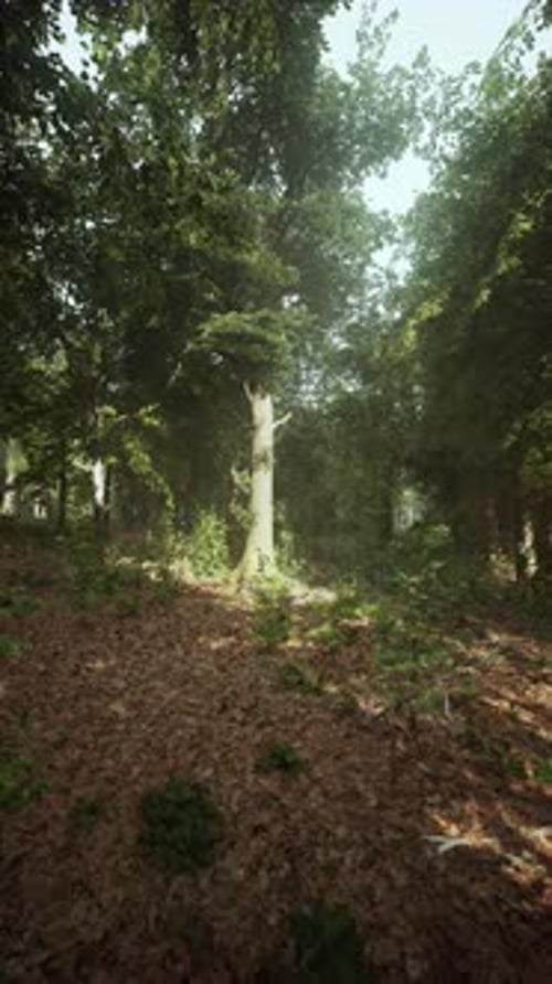 Morning Light Filters Through Trees in a Tranquil Forest Clearing