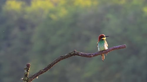 A single colorful bee-eater bird is perched quietly on a curved tree branch with a blurred forest ba