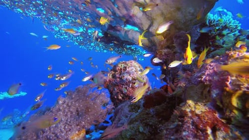 Underwater Scene Marine Life