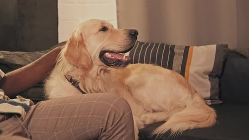 Happy Dog on Couch with Human
