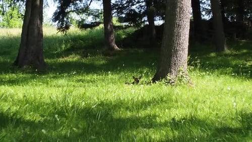 deer fawn out in nature forest area