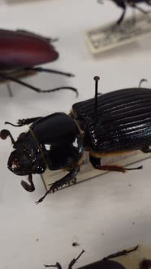 Vertical Video of Insect Collection