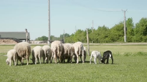 Ovelhas pastam perto de uma fazenda. Pecuária ao ar livre para produção de lã e carne
.