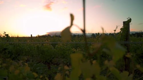 Revealing shot of a sunset behind a vine at a vineyard during dusk in Waipara, New Zealand