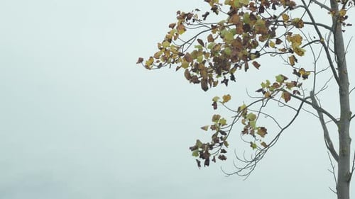 Tree With Yellow Leaves Blowing in Wind