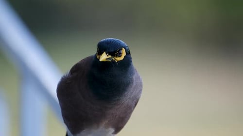 Nahaufnahme eines Myna-Vogels mit leuchtend gelben Markierungen