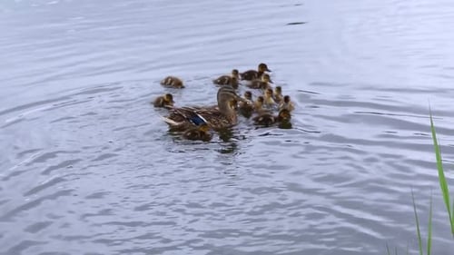 Mother Duck with Large Brood Navigating Shallow Pond Waters