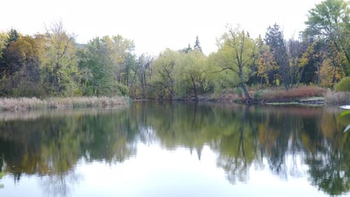 Wildtierszene aus dem Natur-Herbstpark mit Seenatur-Hintergrund im Herbst bei sonnigem Wetter