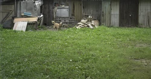 Perro enojado encadenado ladrando junto a una perrera
