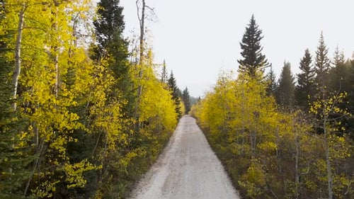Country road through mountain forest, trees leaves during fall, aerial view