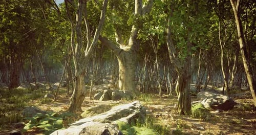 Lush Forest Landscape with Sunlight Filtering Through Trees and Rocks