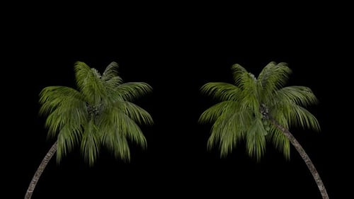 Baum-Animation
