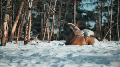Mountain goat lying on the snowy ground in the woods