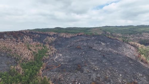 Aerial forward moving shot over black dead burnt out forest along the mountain slope after bush fire