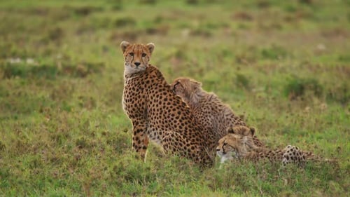 Cheetah with cubs in Maasai Mara