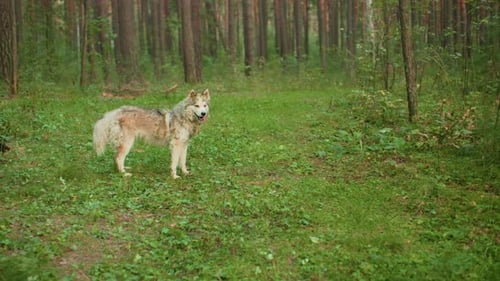 Wolf Runs Away Through Dense Forest Underbrush