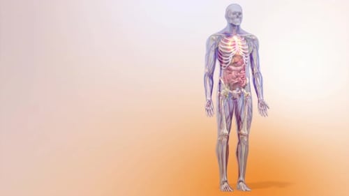 3D Human Anatomy Scan Highlighting Internal Organs