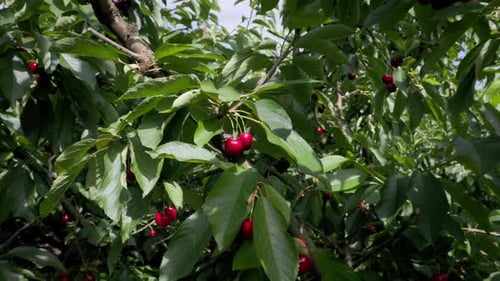 Pulling Back to Reveal Cherry Tree Full of Fruit