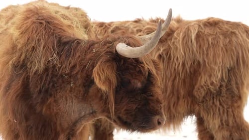 Close up view of Highland Cow during winter