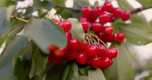 Reife rote Kirschen, die am Ast hängen